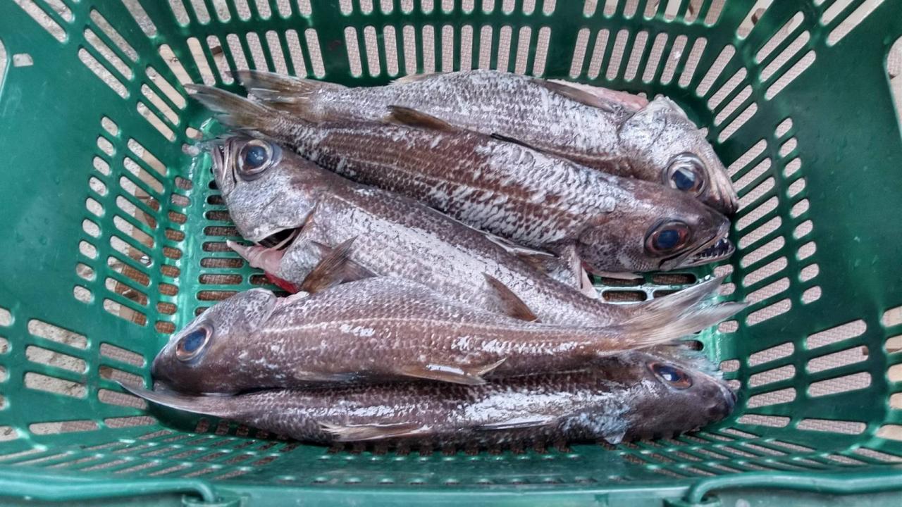 潮彩漁業部 黒むつ釣り 庄内魚河岸酒場潮彩