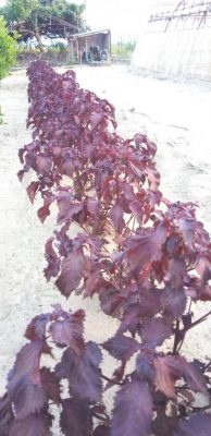 image1_3.jpeg