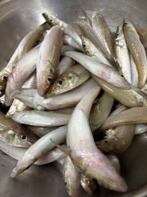 image0_5.jpeg