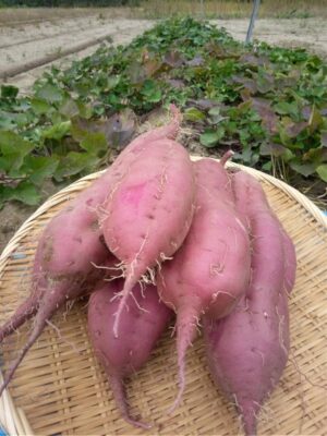 image0.jpeg